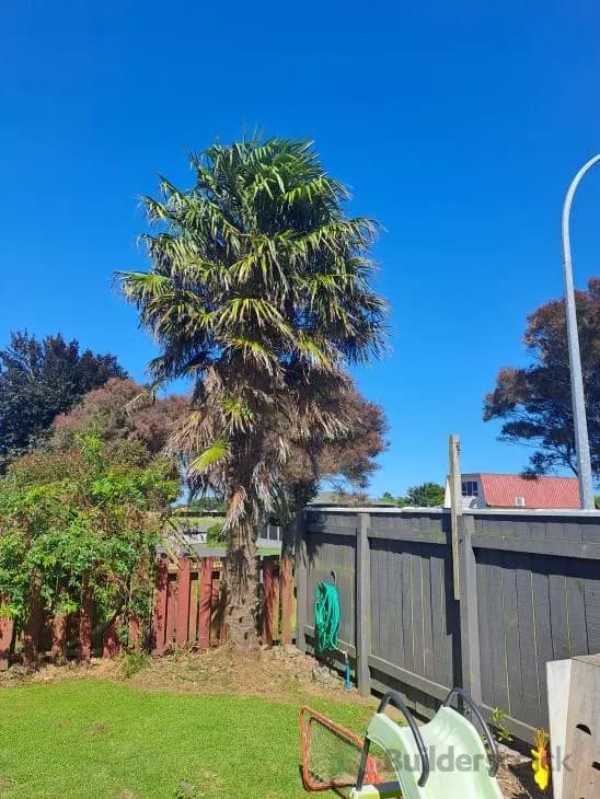 Tree Removal - Image 1